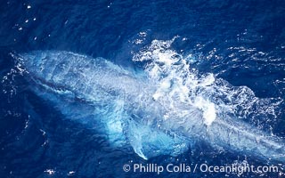 Blue whale eating krill, aerial photo, the mouth and throat pleats are engorged with water and krill.  Aerial photo, Baja California.