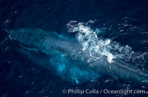 Blue whale feeding and surfacing amid krill with engorged throat, aerial photo, Baja California, Balaenoptera musculus