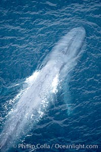 Blue whale (Balaenoptera musculus) surfacing, aerial photo, near La Jolla, California.