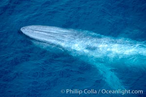 Blue whale (Balaenoptera musculus) surfacing with blowhole closed tight.  The upper jawbone of the blue whale, which is the largest bone in the animal kingdom, forms the leading edge shape of the whale. Balaenoptera musculus,