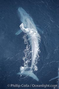 Blue whale.  The entire body of a huge blue whale is seen in this image, illustrating its hydronamic and efficient shape.