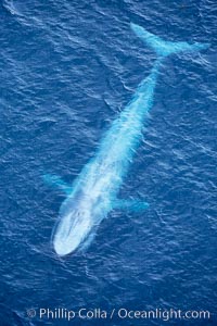 Blue whale.  The entire body of a huge blue whale is seen in this image, illustrating its hydronamic and efficient shape.