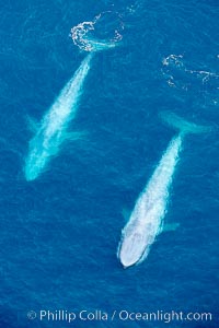 Blue whales, two blue whales swimming alongside one another, Balaenoptera musculus, La Jolla, California