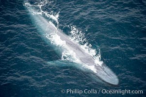 Blue whale, swimming through the open ocean, Balaenoptera musculus, La Jolla, California