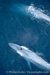 Blue whales, two blue whales swimming alongside one another, Balaenoptera musculus, La Jolla, California