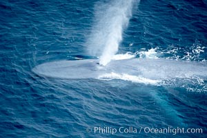 Blue whale, exhaling in a huge blow as it swims at the surface between deep dives.  The blue whale's blow is a combination of water spray from around its blowhole and condensation from its warm breath, Balaenoptera musculus, La Jolla, California