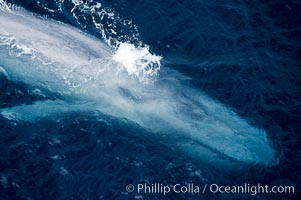 Blue whale. The sleek hydrodynamic shape of the enormous blue whale allows it to swim swiftly through the ocean, at times over one hundred miles in a single day, Balaenoptera musculus, La Jolla, California