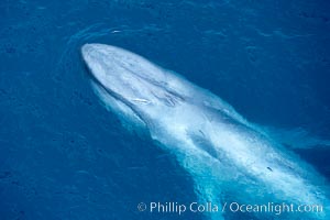 Blue whale. The sleek hydrodynamic shape of the enormous blue whale allows it to swim swiftly through the ocean, at times over one hundred miles in a single day, Balaenoptera musculus, La Jolla, California