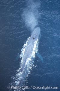 Blue whale, exhaling in a huge blow as it swims at the surface between deep dives.  The blue whale's blow is a combination of water spray from around its blowhole and condensation from its warm breath, Balaenoptera musculus, La Jolla, California