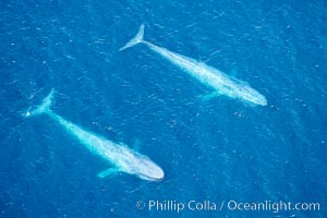 Blue whales, two blue whales swimming alongside one another, Balaenoptera musculus, La Jolla, California