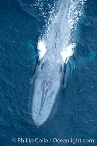 Blue whale. The sleek hydrodynamic shape of the enormous blue whale allows it to swim swiftly through the ocean, at times over one hundred miles in a single day, Balaenoptera musculus, La Jolla, California