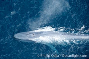 Blue whale, exhaling in a huge blow as it swims at the surface between deep dives.  The blue whale's blow is a combination of water spray from around its blowhole and condensation from its warm breath, Balaenoptera musculus, La Jolla, California