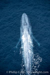 Blue whale, swimming through the open ocean.