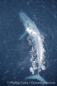 Blue whale.  The entire body of a huge blue whale is seen in this image, illustrating its hydronamic and efficient shape, Balaenoptera musculus, La Jolla, California