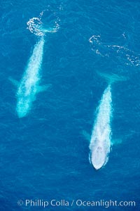 Blue whales, two blue whales swimming alongside one another, Balaenoptera musculus, La Jolla, California