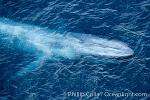 Blue whale. The sleek hydrodynamic shape of the enormous blue whale allows it to swim swiftly through the ocean, at times over one hundred miles in a single day, Balaenoptera musculus, La Jolla, California