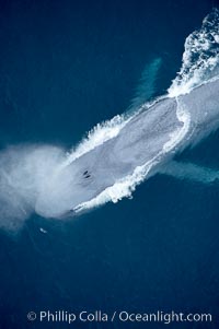 Blue whale, exhaling in a huge blow as it swims at the surface between deep dives.  The blue whale's blow is a combination of water spray from around its blowhole and condensation from its warm breath, Balaenoptera musculus, La Jolla, California