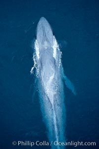 Blue whale. The sleek hydrodynamic shape of the enormous blue whale allows it to swim swiftly through the ocean, at times over one hundred miles in a single day, Balaenoptera musculus, La Jolla, California