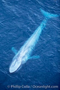 Blue whale.  The entire body of a huge blue whale is seen in this image, illustrating its hydronamic and efficient shape, Balaenoptera musculus, La Jolla, California