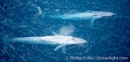 Blue whales, two blue whales swimming alongside one another, Balaenoptera musculus, La Jolla, California