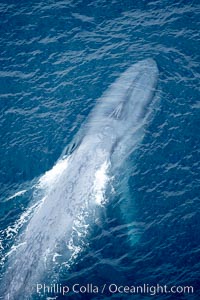 Blue whale. The sleek hydrodynamic shape of the enormous blue whale allows it to swim swiftly through the ocean, at times over one hundred miles in a single day, Balaenoptera musculus, La Jolla, California