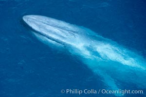 Blue whale. The sleek hydrodynamic shape of the enormous blue whale allows it to swim swiftly through the ocean, at times over one hundred miles in a single day, Balaenoptera musculus, La Jolla, California