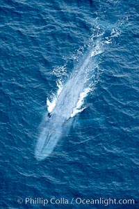 Blue whale.  The entire body of a huge blue whale is seen in this image, illustrating its hydronamic and efficient shape, Balaenoptera musculus, La Jolla, California