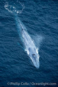 Blue whale.  The entire body of a huge blue whale is seen in this image, illustrating its hydronamic and efficient shape, Balaenoptera musculus, La Jolla, California