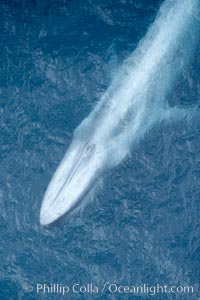 Blue whale. The sleek hydrodynamic shape of the enormous blue whale allows it to swim swiftly through the ocean, at times over one hundred miles in a single day, Balaenoptera musculus, La Jolla, California
