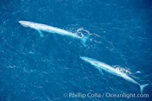 Blue whales, two blue whales swimming alongside one another, Balaenoptera musculus, La Jolla, California