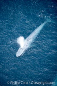 Blue whale.  The entire body of a huge blue whale is seen in this image, illustrating its hydronamic and efficient shape, Balaenoptera musculus, La Jolla, California