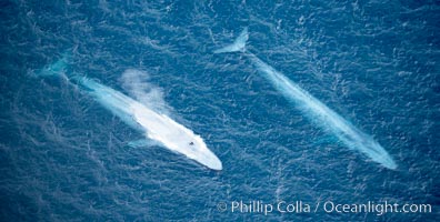 Blue whales, two blue whales swimming alongside one another, Balaenoptera musculus, La Jolla, California