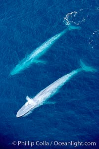 Blue whales, two blue whales swimming alongside one another, Balaenoptera musculus, La Jolla, California