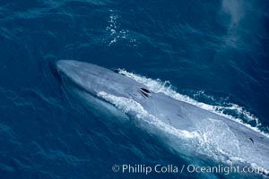 Blue whale. The sleek hydrodynamic shape of the enormous blue whale allows it to swim swiftly through the ocean, at times over one hundred miles in a single day, Balaenoptera musculus, La Jolla, California