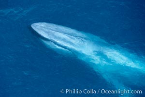 Blue whale. The sleek hydrodynamic shape of the enormous blue whale allows it to swim swiftly through the ocean, at times over one hundred miles in a single day, Balaenoptera musculus, La Jolla, California