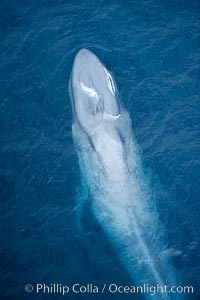 Blue whale. The sleek hydrodynamic shape of the enormous blue whale allows it to swim swiftly through the ocean, at times over one hundred miles in a single day, Balaenoptera musculus, La Jolla, California