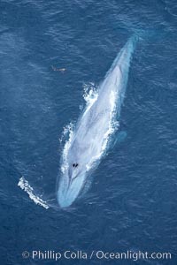 Blue whale.  The entire body of a huge blue whale is seen in this image, illustrating its hydronamic and efficient shape. La Jolla, California, USA, Balaenoptera musculus, natural history stock photograph, photo id 21312