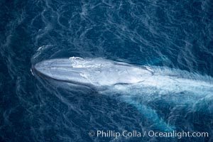 Blue whale. The sleek hydrodynamic shape of the enormous blue whale allows it to swim swiftly through the ocean, at times over one hundred miles in a single day, Balaenoptera musculus, La Jolla, California