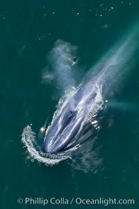 Aerial photo of a blue whale. Blue whale, exhaling as it surfaces from a dive, aerial photo taken off the coast of California.