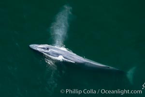 Blue whale, exhaling as it surfaces from a dive, aerial photo.  The blue whale is the largest animal ever to have lived on Earth, exceeding 100' in length and 200 tons in weight, Balaenoptera musculus, Redondo Beach, California