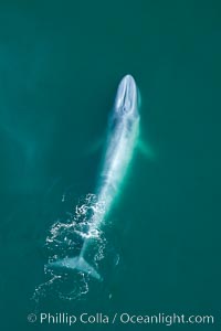 Blue whale swims at the surface of the ocean in this aerial photograph. Balaenoptera musculus.