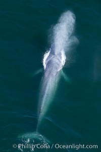 Blue whale, exhaling as it surfaces from a dive, aerial photo.  The blue whale is the largest animal ever to have lived on Earth, exceeding 100' in length and 200 tons in weight, Balaenoptera musculus, Redondo Beach, California