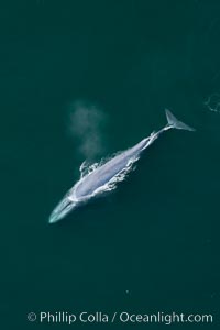 Blue whale, exhaling as it surfaces from a dive, aerial photo.  The blue whale is the largest animal ever to have lived on Earth, exceeding 100' in length and 200 tons in weight, Balaenoptera musculus, Redondo Beach, California