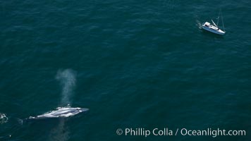 A blue whale swims near a sailboat.  The blue whale is the largest animal ever to have lived on Earth, exceeding 100' in length and 200 tons in weight, Balaenoptera musculus, Redondo Beach, California