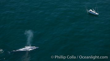 A blue whale swims near a sailboat.  The blue whale is the largest animal ever to have lived on Earth, exceeding 100' in length and 200 tons in weight.