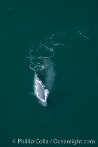 Blue whale swims at the surface of the ocean in this aerial photograph.  The blue whale is the largest animal ever to have lived on Earth, exceeding 100' in length and 200 tons in weight.