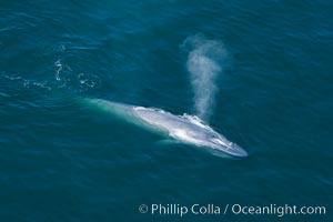 Blue whale, exhaling as it surfaces from a dive, aerial photo.  The blue whale is the largest animal ever to have lived on Earth, exceeding 100' in length and 200 tons in weight, Balaenoptera musculus, Redondo Beach, California