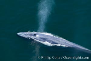 Blue whale, exhaling as it surfaces from a dive, aerial photo.  The blue whale is the largest animal ever to have lived on Earth, exceeding 100' in length and 200 tons in weight, Balaenoptera musculus, Redondo Beach, California