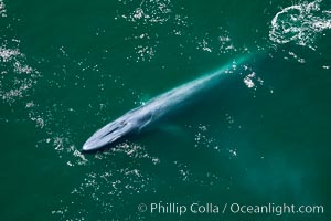 Blue whale swims at the surface of the ocean in this aerial photograph.  The blue whale is the largest animal ever to have lived on Earth, exceeding 100' in length and 200 tons in weight, Balaenoptera musculus, Redondo Beach, California