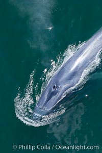 A blue whale's twin blowholes are fully opened as it inhales a breath of air just before diving underwater, Balaenoptera musculus, Redondo Beach, California